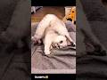 Cute cat dance 😺 #reels #cat #catvideos #funnycatvideos #shorts #trendingshorts #ytcat #funny #cute