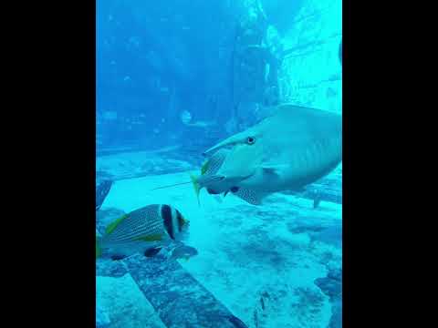 The Lost Chambers Aquarium 🐋🐟💖..Atlantis..Dubai 🥰