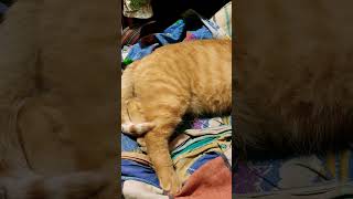 Рыжик-пыжик #кот #shortsvideo #cats