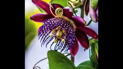 #قراءة من #سورة_هود الآيات (41-83) بصوت الشيخ صلاح بو خاطر