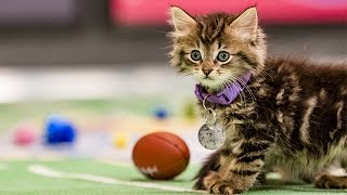 The Felines for the Championship _ Kitten Bowl III