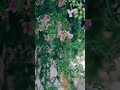 Pink trumpet with Showing of flowers with pink with blooming flowers #attract ,#bright
