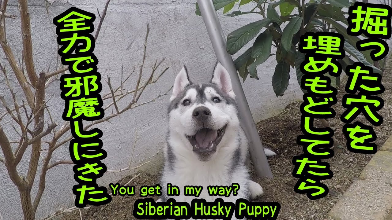 掘った穴を埋め戻してたら全力で邪魔しにきたハスキー犬が可愛い Husky 掘った穴を埋め戻してたら全力で邪魔しにきたハスキー犬が可愛い Husky