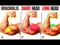 15  BEST BICEPS WORKOUT AT GYM TO GET BIGGER ARMS FAST