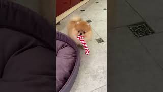 Немножко воспоминаний с детства))) #shortsvideo #pomeranian #shortsyoutube #trending #шпиц #puppy
