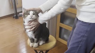 My cat meows and asks Mom to pet her when she makes pancakes. by ひのき猫 51,479 views 3 weeks ago 8 minutes, 2 seconds