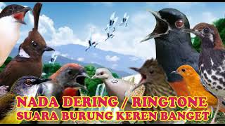 KICAUAN KENARI NADA DERING||RINGTONE SUARA BURUNG MERDU BANGET SUARA JERNIH