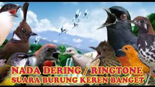 KICAUAN KENARI NADA DERING||RINGTONE SUARA BURUNG MERDU BANGET SUARA JERNIH