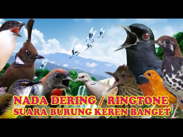 KICAUAN KENARI NADA DERING||RINGTONE SUARA BURUNG MERDU BANGET SUARA JERNIH class=
