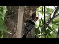 Nuttall Woodpecker feeding Chicks