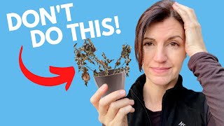 SEEDLINGS & the Mistakes that Destroy Them!