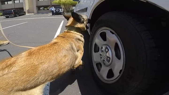 How drug-sniffing law enforcement dogs are trained in Arizona