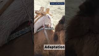 What Is Adaptation? | Easy Science by Engliopedia