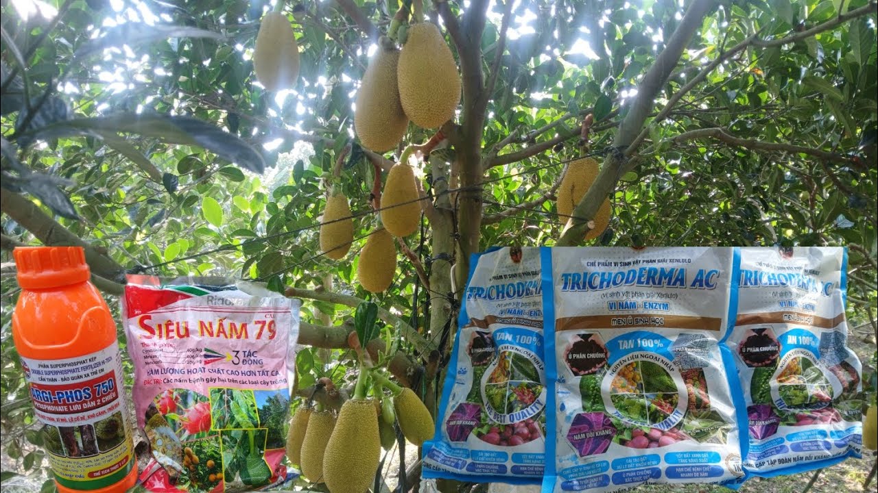 cách phòng trừ bệnh nức thân xì mủ cho vườn mít indo của mình nha bà con 