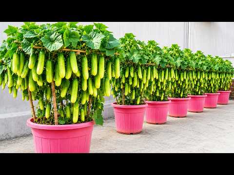 3 Crops, 1 Rooftop Cucumbers, Tomatoes & Sweet Potatoes