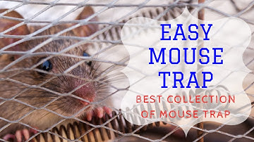 6 Best Easy Mouse Trap  | Stupid Mouse Trap | Easy Mouse Trap | Best Mouse Trap