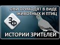 088 &quot;Горлица, это была я&quot; | Новые истории Зрителей