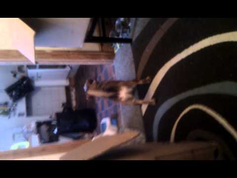 uava Melvin scared of duster.