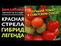 Томат Красная Стрела F1. Гибрид - легенда. Агрофирма Ильинична. Устойчивый к заболеваниям томат.
