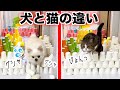 【犬と猫】紙コップチャレンジ！上手に飛べるのはどっちだ？(#にゃんてわんだふる)