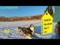 HOW TO TRAIN HUSKY to pull sleds. Education Husky run in harness (FIRST SLED PULL)! HOW TO TRAIN HUSKY to pull sleds. Education Husky run in harness (FIRST SLED PULL)!