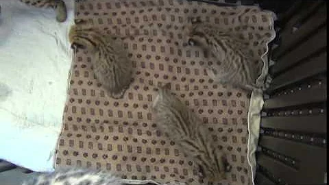 Watch the video about Newest litter of serval kittens born 3-19-15