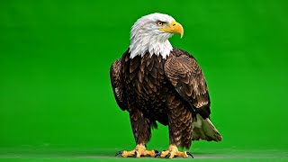 Ultra Realistic Bald Eagle Green Screen Perfect For Vfx & Editing