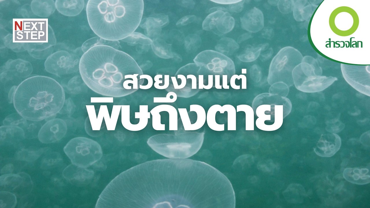 สวยงามแต่ถึงตาย! สัตว์และพืชที่ซ่อนพิษร้ายที่สุดในธรรมชาติ | สารคดี สำรวจโลก ตอน เพชฌฆาตแห่งธรรมชาติ