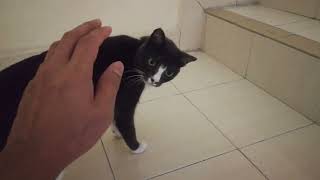 When I want to touch my cat's head by Smoky & Animals 683 views 5 months ago 55 seconds