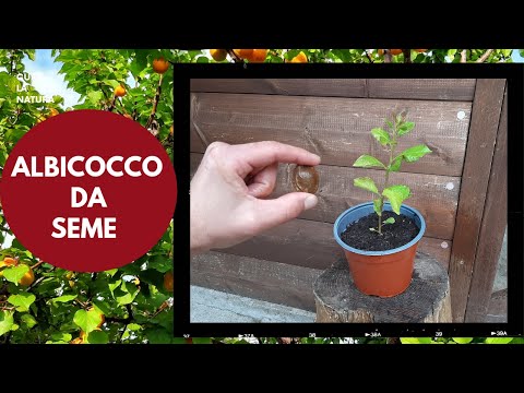 Video: Cura dell'albero di albicocche - Come coltivare le albicocche a casa