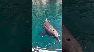 Встретили дельфинов в Черном море. Кормим с рук! #Крым #Балаклава #Севастополь #dolphins