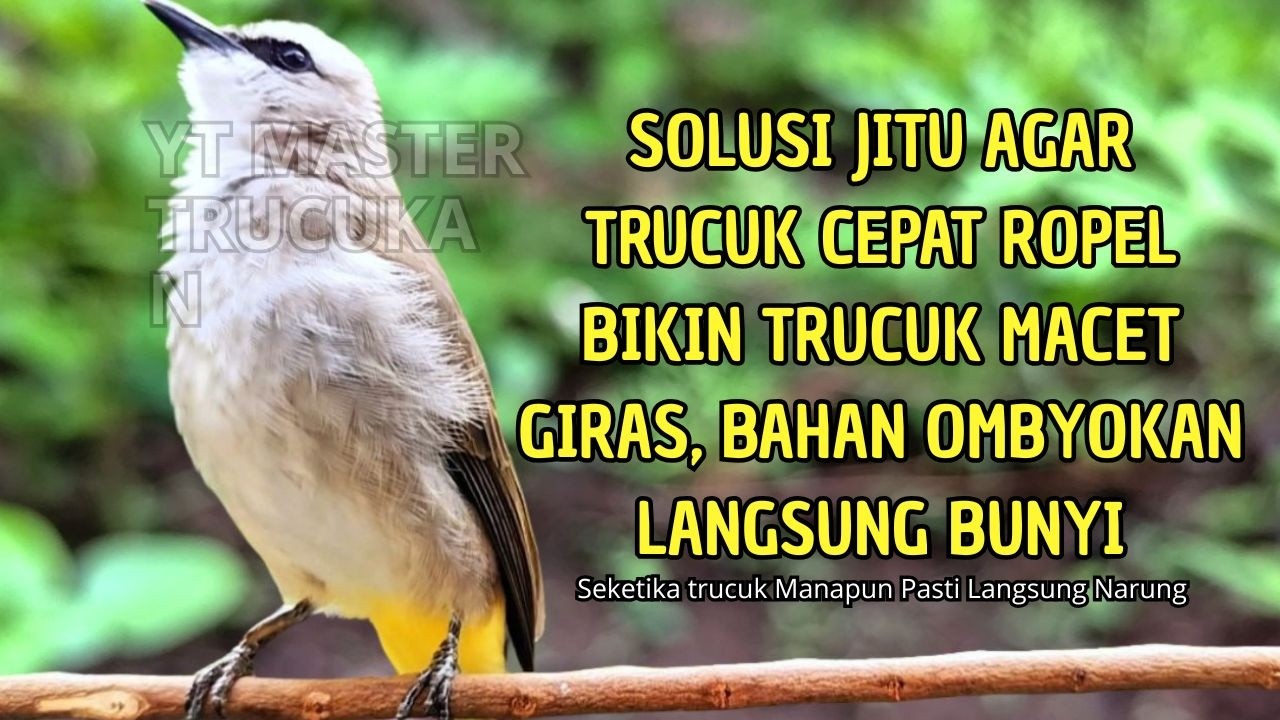 Trucukan GACOR ngalas ROPEL PANJANG suara alam AMPUH buat pancingan jadikan trucuk Gacor GARUDA