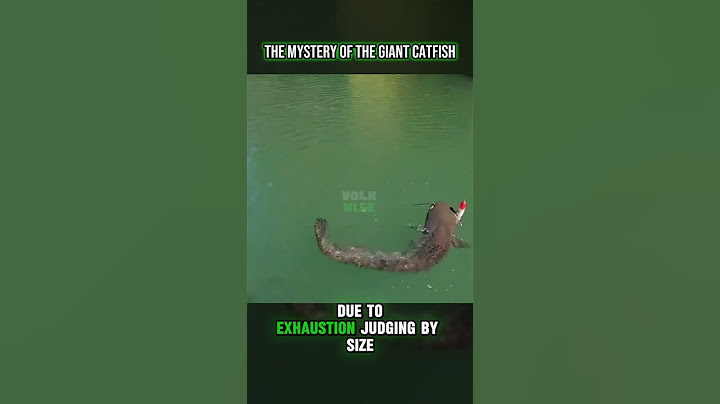 The Mystery of the Giant Catfish: An Unbelievable Encounter in the Primeval Forest