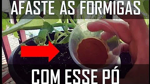 Como eliminar formigas de cozinha?