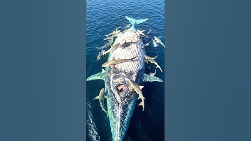 Shark Feeding Frenzy – Whale Carcass Discovered! 🦈🐋💀 #Shark #naturelovers