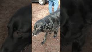 Nice and shiny hair dog #shorts #animals #dog