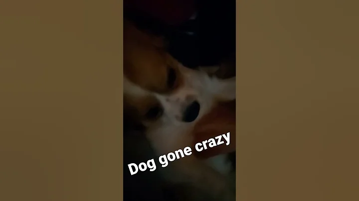 dog gone crazy