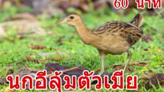 Download Lagu Tieng chim ga dong cum num MP3 Download Lagu Tieng chim ga dong cum num MP3