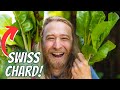 How to grow abundant swiss chard from seed to harvest