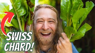 How to Grow ABUNDANT Swiss Chard: From Seed to Harvest by Nextdoor Homestead 17,180 views 11 months ago 14 minutes, 28 seconds