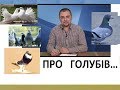 Цікаві факти про голубів