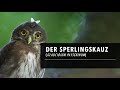 Die Eulen Europas - Der Sperlingskauz (Glaucidium passerinum)