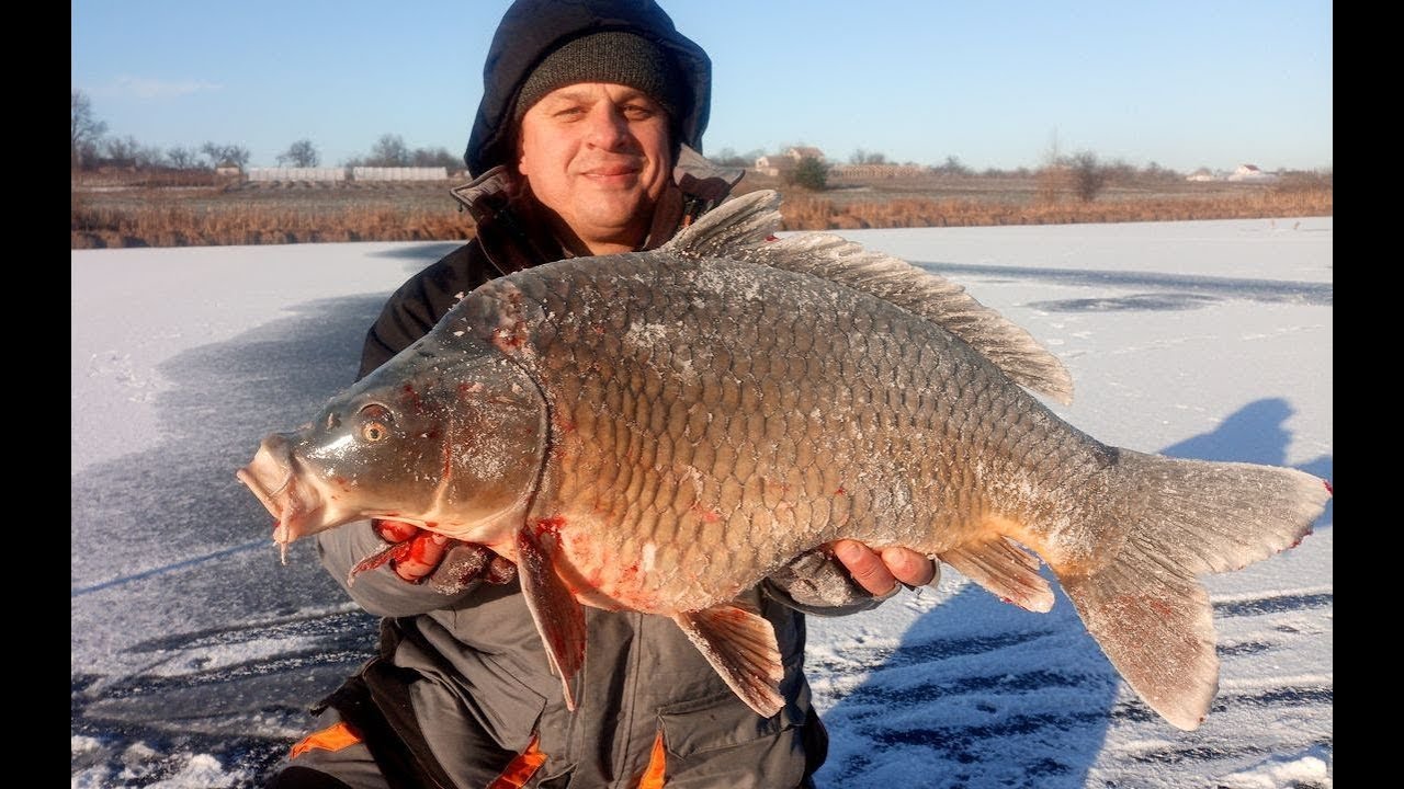 ⁣ЗИМНИЕ КАРПЫ МОНСТРЫ РВУТ ЛЕСКУ И РАЗГИБАЮТ МОРМЫШКИ! Ловля огромных карпов со льда!