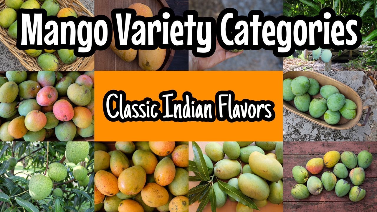 Mango Variety Groupings | Mangos with Classic Indian Flavors - YouTube