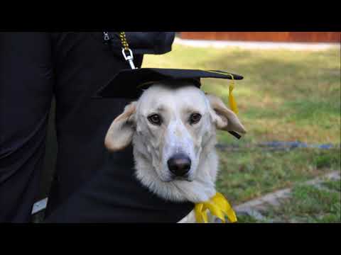 Video: Den Promoce Vodicího Psa