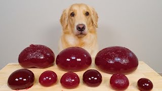 Dog Giant KYOHO JELLY MUKBANG ASMR / Golden Retriever Food Review / love USA