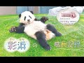 ジャイアントパンダ「彩浜」の成長記録