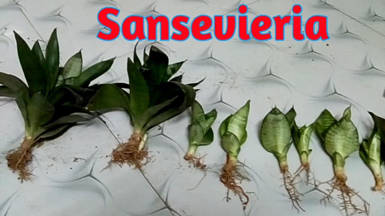 Sansevieria Repotting Tips Soil To Use & How To Do It // How To Divide