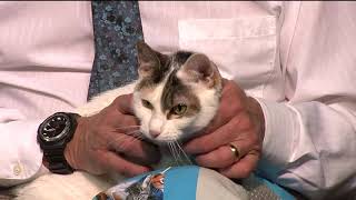Pet Connection Baby 1-23-20