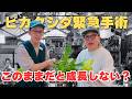 【ビカクシダ】診断＆メンテナンス🏥あなたの板付けは大丈夫？